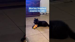 American blue Bay Shepherd puppies now available