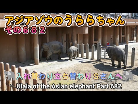 アジアゾウのうららちゃん（６８２）🐘入れ替わり立ち替わりＳさんへ🐘（東山動植物園）Ulala of the Asian elephant Part 682