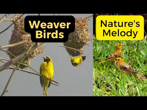 Weaver Birds: Nature's Melody