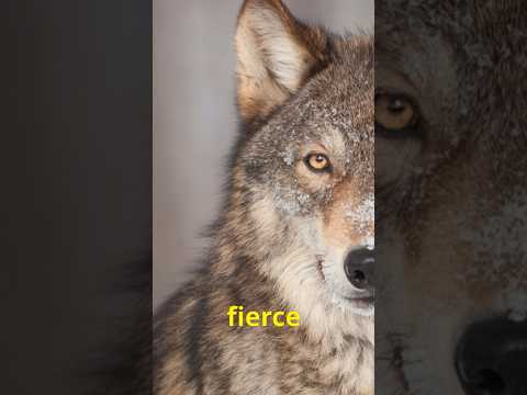 Wolves: The Apex Predator