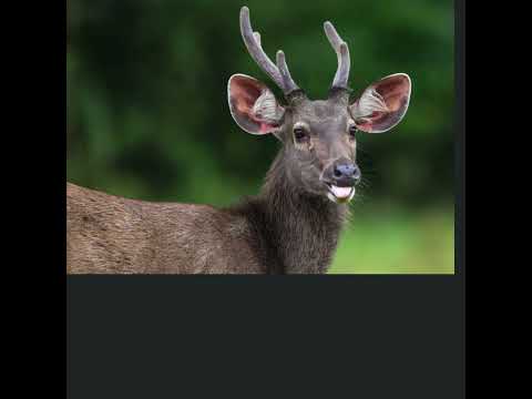 Sambar Deer #aksias #upsc #currentaffairs #SambarDeer #DayingEringMemorialWildlifeSanctuary