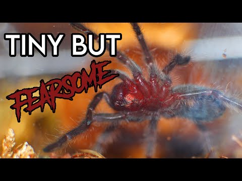 AWESOME new TARANTULA & Devil's Flower Mantis needs a new home... [UNBOXING & HUSBANDRY]