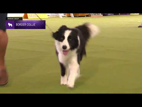 Border Collies | Breed Judging 2024