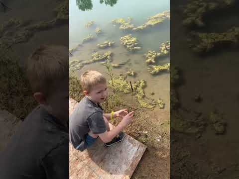 Releasing a Crayfish - A Brave Encounter!