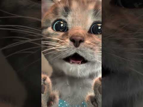 CUTE CAT IN YOUR PHONE