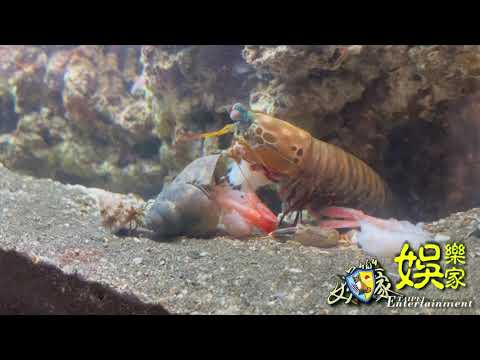 呆萌的日常 溫馴的怪物 雀尾螳螂蝦🦐 皮皮蝦🦐 蝦蛄🦐Peacock Mantis shrimp 海地生物殺手 自帶慶記的殺手🥷#OriginMedia2030 #原創傳媒株式會社2030