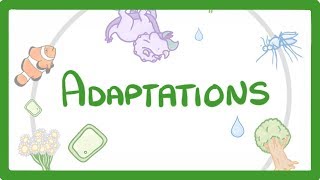 GCSE Biology - Adaptations