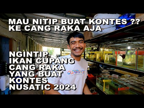 NGINTIP IKAN CUPANG CANG RAKA PERSIAPAN KONTES CUPANG TERBESAR NUSATIC 2024