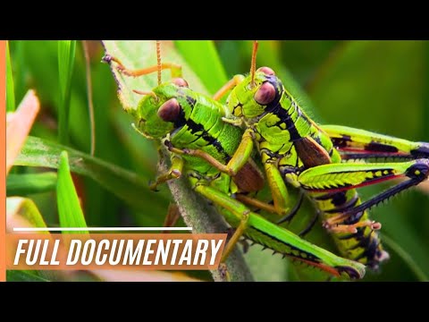 Spectacular and Breathtaking Close-Ups of our Wildlife | Full Documentary