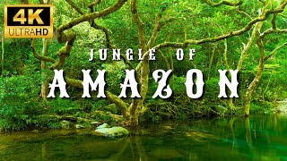 4K Amazon Rainforest Wildlife - Discover the Creatures That Inhabit the Jungle