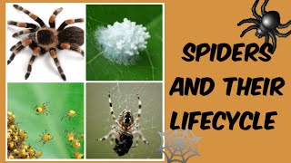 Spiders and their Lifecycle