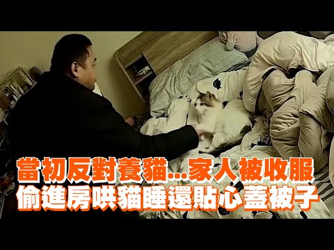 當初反對養貓...家人被收服　偷進房哄貓睡還貼心蓋被子｜寵物動物｜精選影片