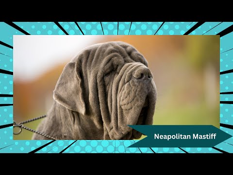 Neapolitan Mastiff: The Majestic Guardian with a Heart of Gold 🐾