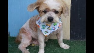 **RESCUED/ADOPTED**Downey A4887156 Holmes Darling Senior