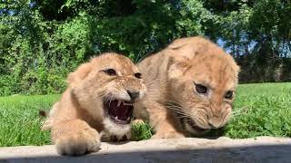 angry lions cubs roaring