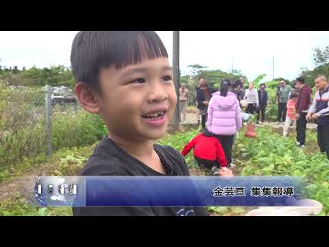 集集鎮公所種白蘿蔔 提供居民採收同樂  南投新聞