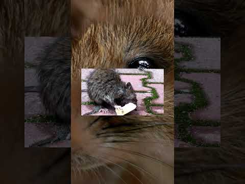 Amazing Mouse Facts: How Mice Survive and Thrive #shorts