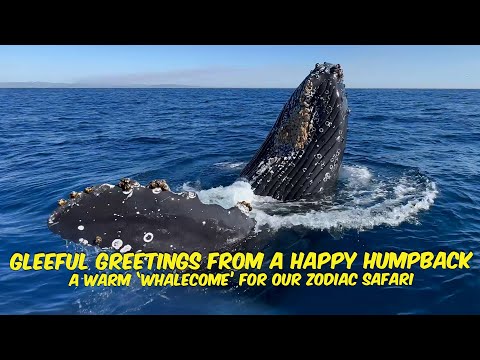 Gleeful Greetings From a Happy Humpback | Whale 'Mugs' Boat Off Dana Point, Calif.