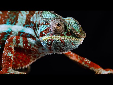 Did You Know: How do Chameleons Change Color? | Encyclopaedia Britannica