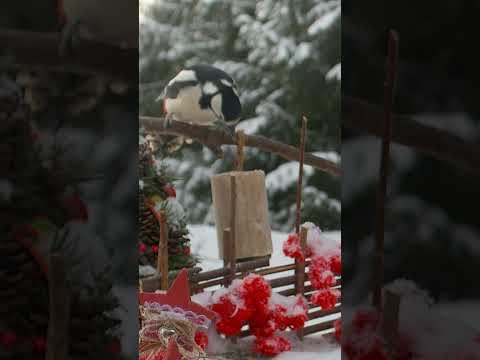 Woody The Ninja Woodpecker  - Major force of nature or just a badly designed suet cake?🤣 #shorts