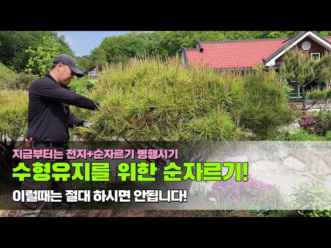 지금부터는 전지+순자르기 병행시기! 수형유지를 위한 순자르기.. 이럴때는 절대 하시면 안됩니다!