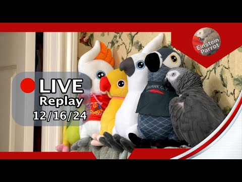 Einstein Parrot Live 12/16/24