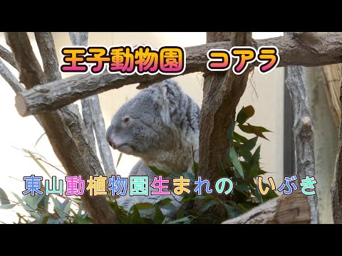 王子動物園のコアラ　東山動植物園生まれの　いぶき（Oji Zoo in Kobe Japan）