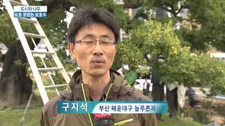 [KNN 뉴스] 진재운 - 도시와나무 보호수 살아있는 이야기꾼으로