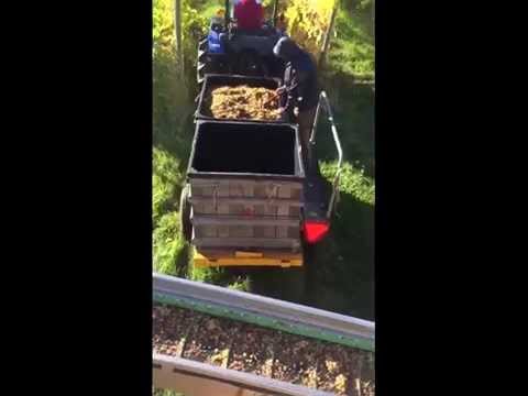 2015 Riesling Harvest