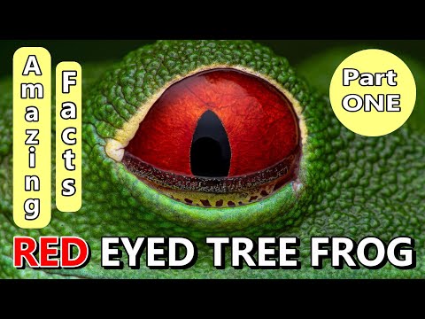 Red Eyed Tree Frog - Amazing Facts 1 🐸