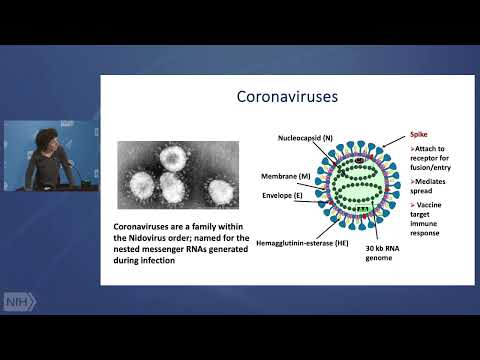 Coronavirus Activation and Antagonism of Interferon Signaling Pathways: from MHV to SARS-CoV-2