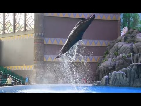 Dolphin Show 海豚秀 (Full Show) - Chimelong Ocean Kingdom - December 4, 2023