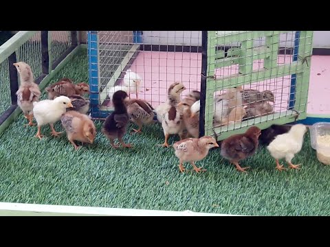 Chicks House | Small Chicken Coop | Birds and Animals Planet