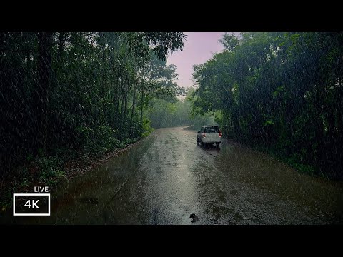 Rain Walks Compilation | ASMR to Listen to While Sleeping | Fall Asleep Fast with Soft Rain Sounds