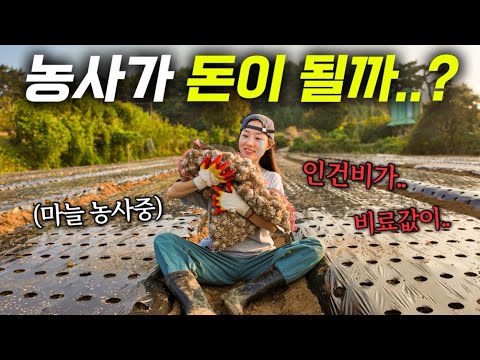 [우당탕탕 마늘키우기 EP.3] 등골 휘어지는 마늘 농사의 엄청난 과정들..💸  | 마늘심기 끝 & 후기