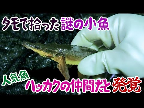 タモで拾った謎の小魚 人気魚ハッカクの仲間だと発覚