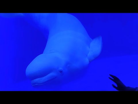 Beluga Interacting - Shanghai Haichang Ocean Park - December 8, 2023