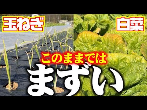 白菜がの葉が黄化！玉ねぎの葉も黄色い！【このままではマズい】この時期お野菜の状況を見て追肥が必要です【玉ねぎ】【白菜】【ニンニク】