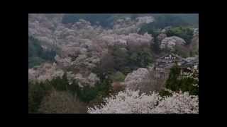 1,000 cherry trees of Yoshinoyama Mt.Yoshino, Nara, Japan