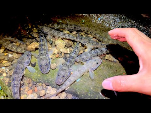 夜の川を照らすと魚が大量発生していた