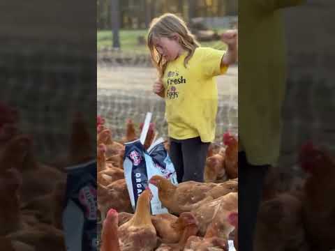 Feeding 700 Chickens Dinner!