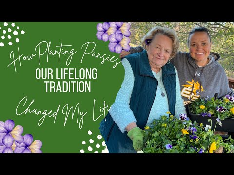 Planting Pansies & Violas In Winter Containers With A Very Special Story