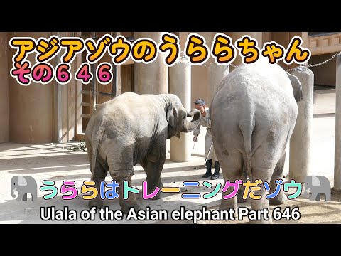 アジアゾウのうららちゃん（６４６）🐘うららはトレーニングだゾウ🐘（東山動植物園）Ulala of the Asian elephant Part 646