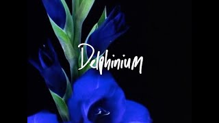 Blue Flowers - "Delphinium"