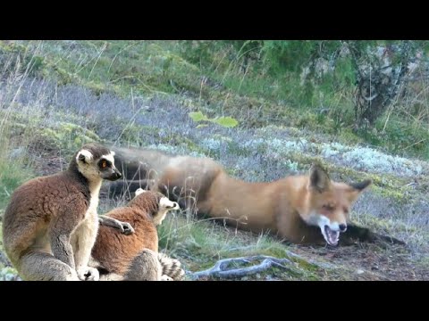 Wildlife Wonder | fox vs lemur | Discovery | Adventures | Wildlife