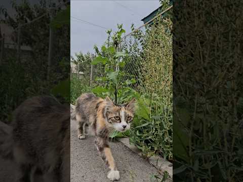 Cat in Karakol, Kyrgyzstan, ignoring me 새침한 고양이 키르기스스탄 카라콜