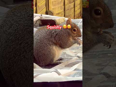 Cute 🥰 Squishy enjoying food 🍱 🐿️#shortsvideo #squirrel #funny #squishy #cute