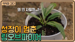 식물이 왜 이럴까? 성장이 멈춘 링오브파이어를 다시 살리는 방법 ㅣ 식닥이간다 1편. 성장이 멈춘 링오파