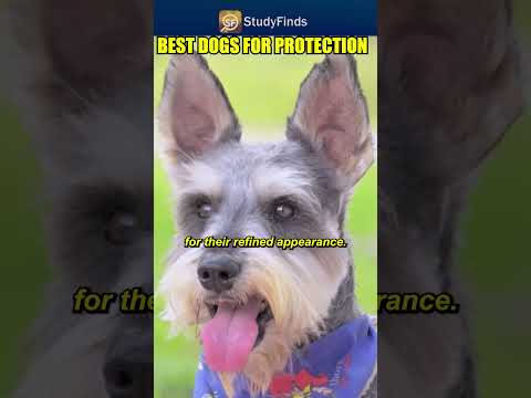 Best Dogs for protection