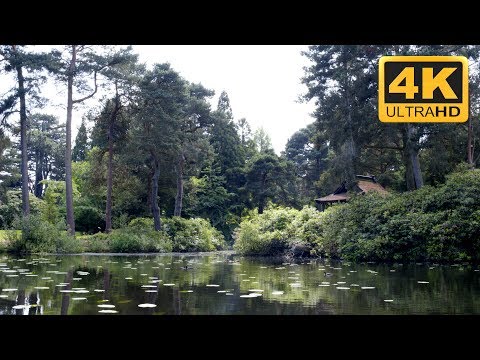 Relaxing Nature Video of Lush Garden Pond - Use as a TV #Screensaver